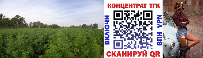 дарнет шоп  Грайворон  Дистиллят ТГК THC oil 